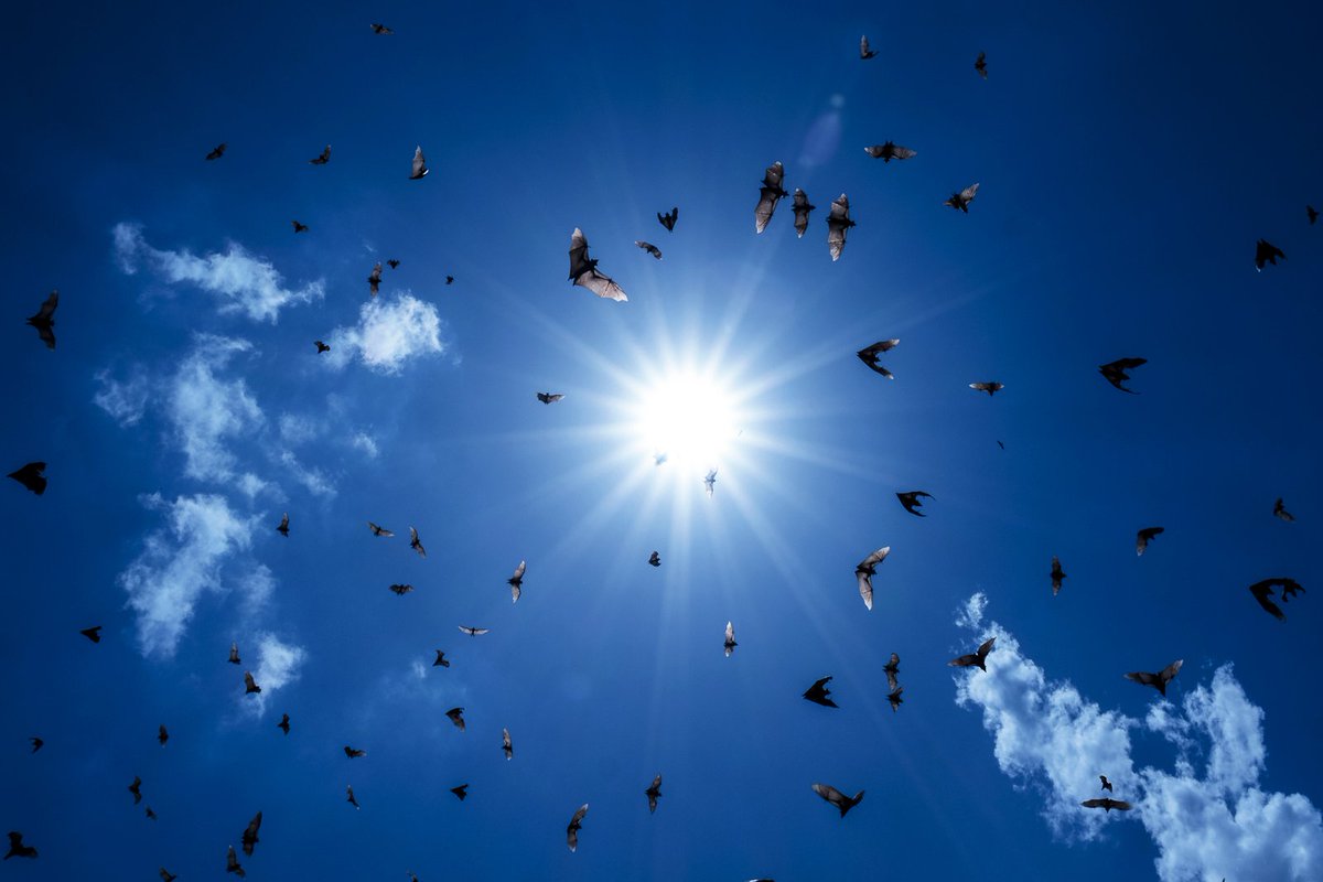 Katumba Badru Sultan tweet media