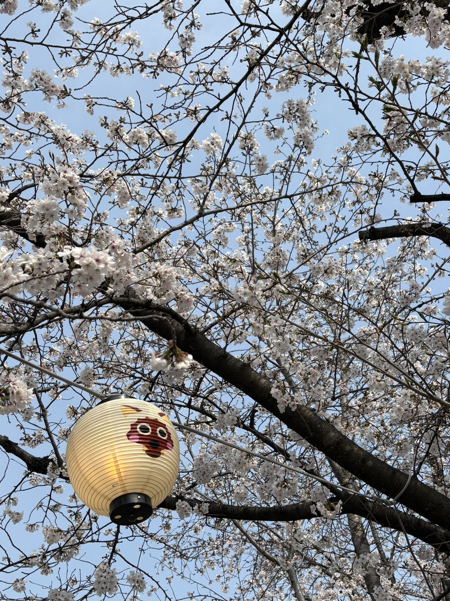 谷口雄也 tweet media