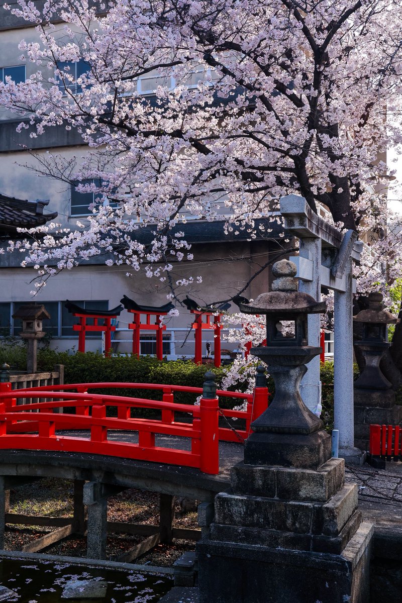 junichiro__t's tweet photo. 新幹線のすぐ下で、桜が吹雪く音が聴こえる六孫王神社

もう少ししたら満開になるのでしょう… https://t.co/gSh1R85LYI