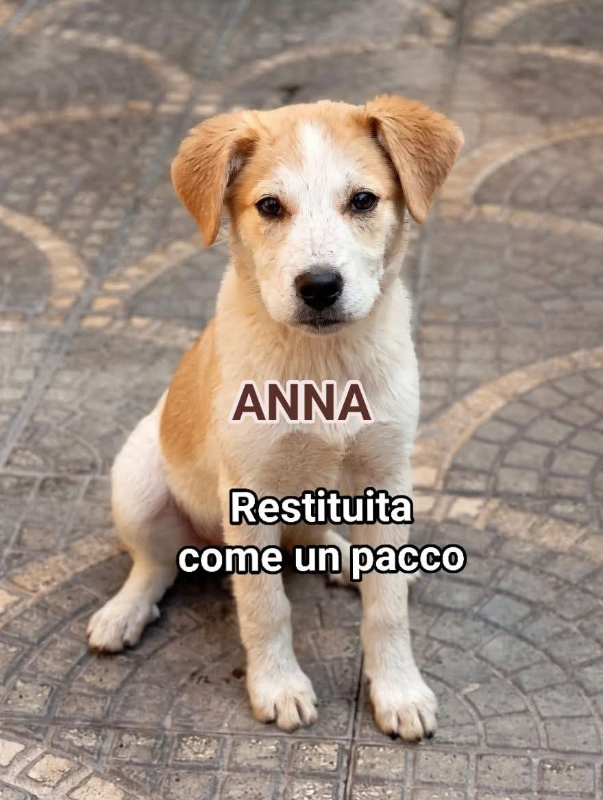 Greta Fanti tweet media