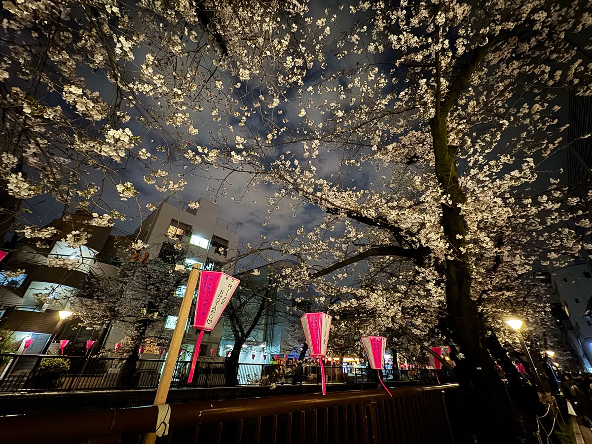 夜桜