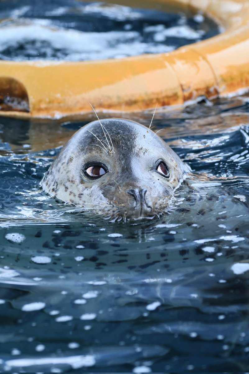 🦭ウィスタリア🦭 tweet media