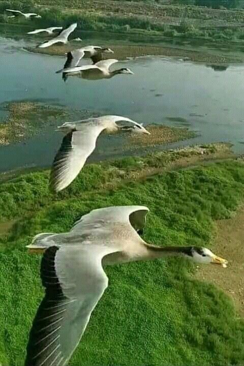 ELEONORA tweet media