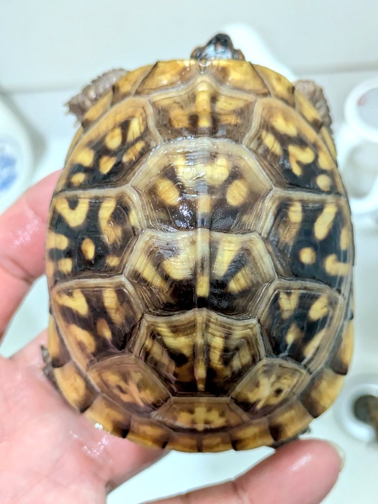 🐢ギンコヤ🐢 tweet media