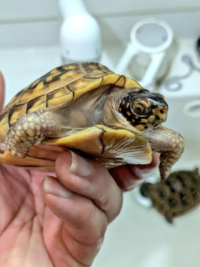 🐢ギンコヤ🐢 tweet media