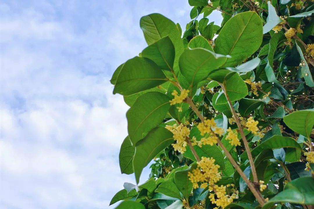 Marco Antonio German tweet media