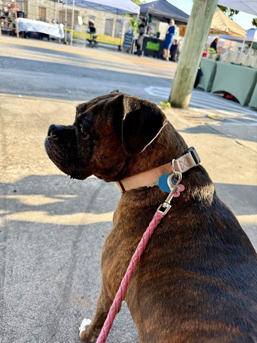 Ruby the Boxer ~ RIP Gino 🌈🐾 tweet media