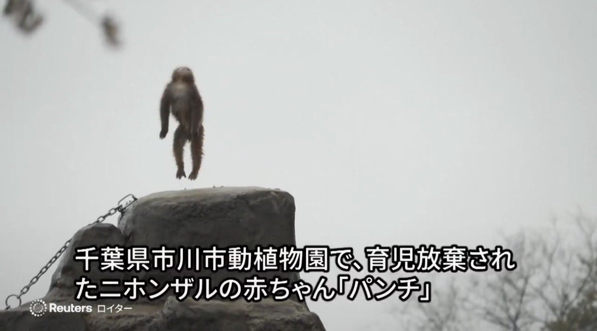 LuxEtVeritus tweet media