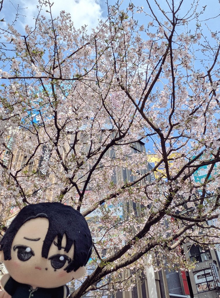 ペコラ tweet media