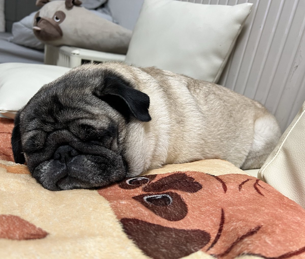 ミニブタのあぽこちぃ tweet media