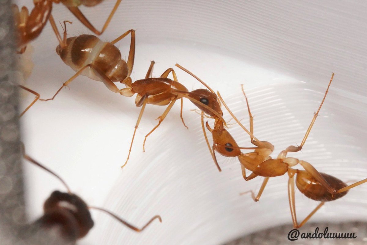 たなべ tweet media