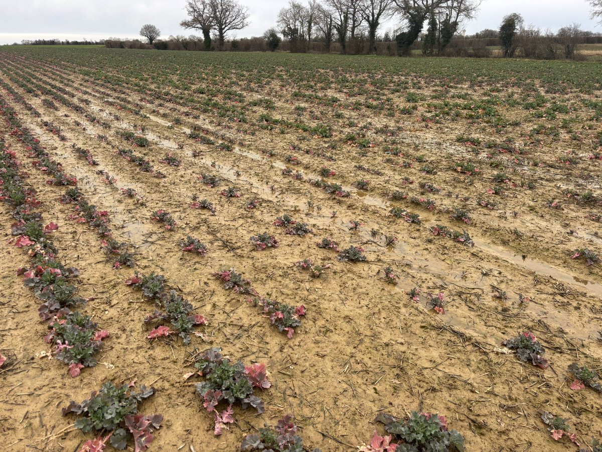 Alexis Clgnt tweet media