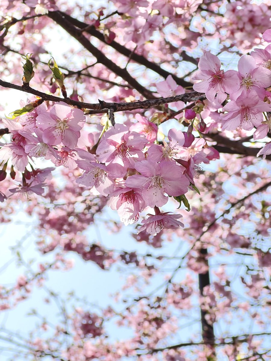 blue(仮) tweet media