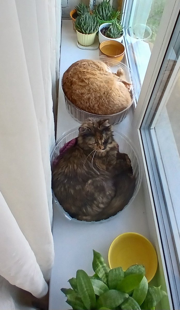 Созвездие Кошки tweet media