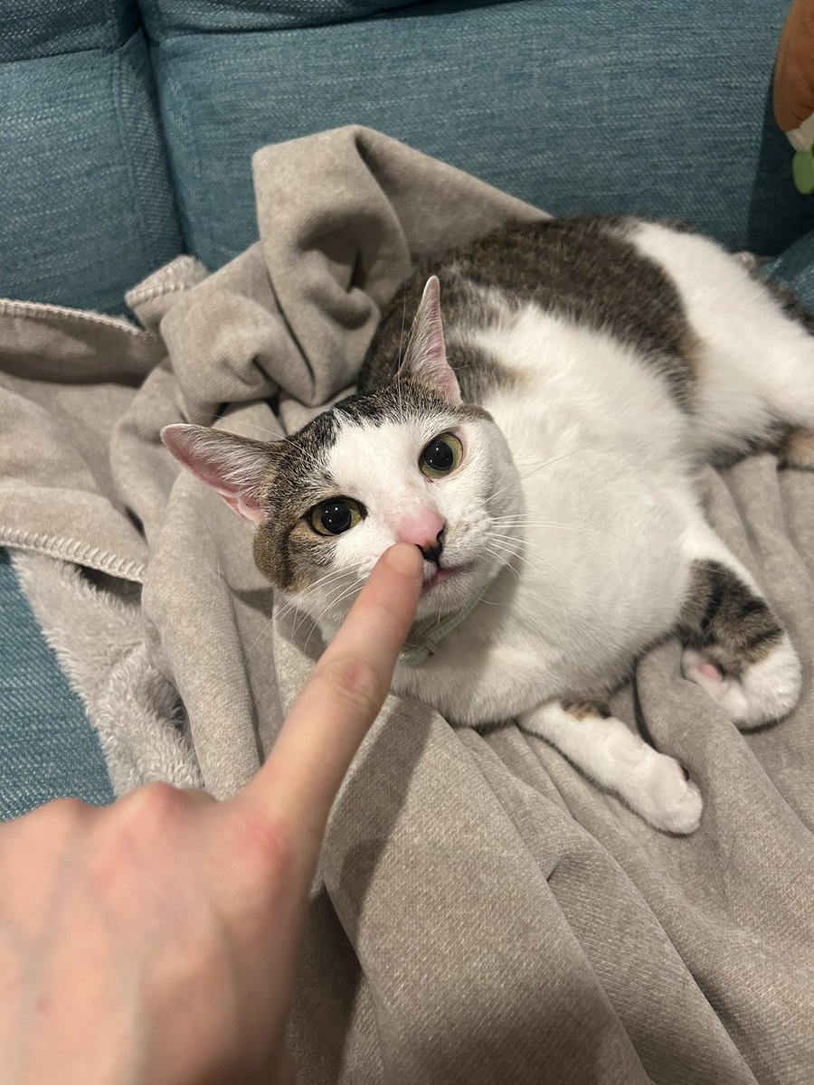 ぼのちゃんだよ‼︎ tweet media