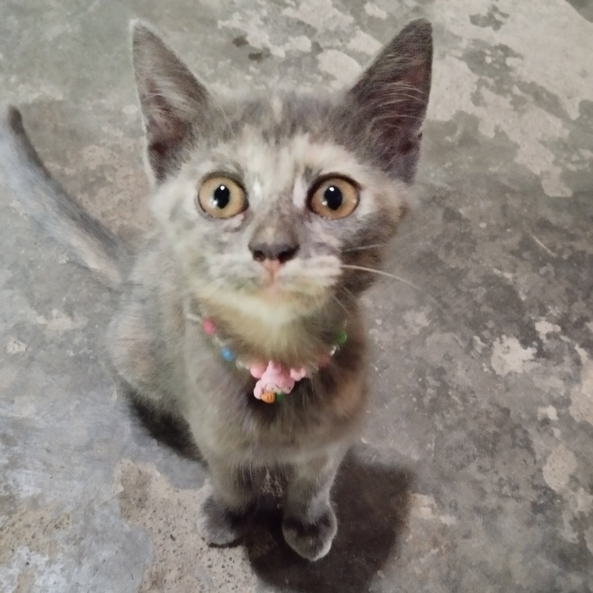 airplane mode on tweet media