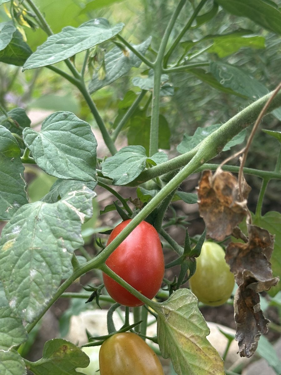 Trisha K Williams-Singh tweet media