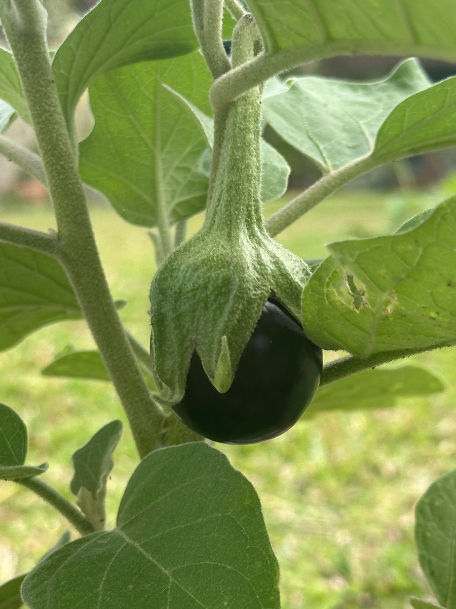 Trisha K Williams-Singh tweet media