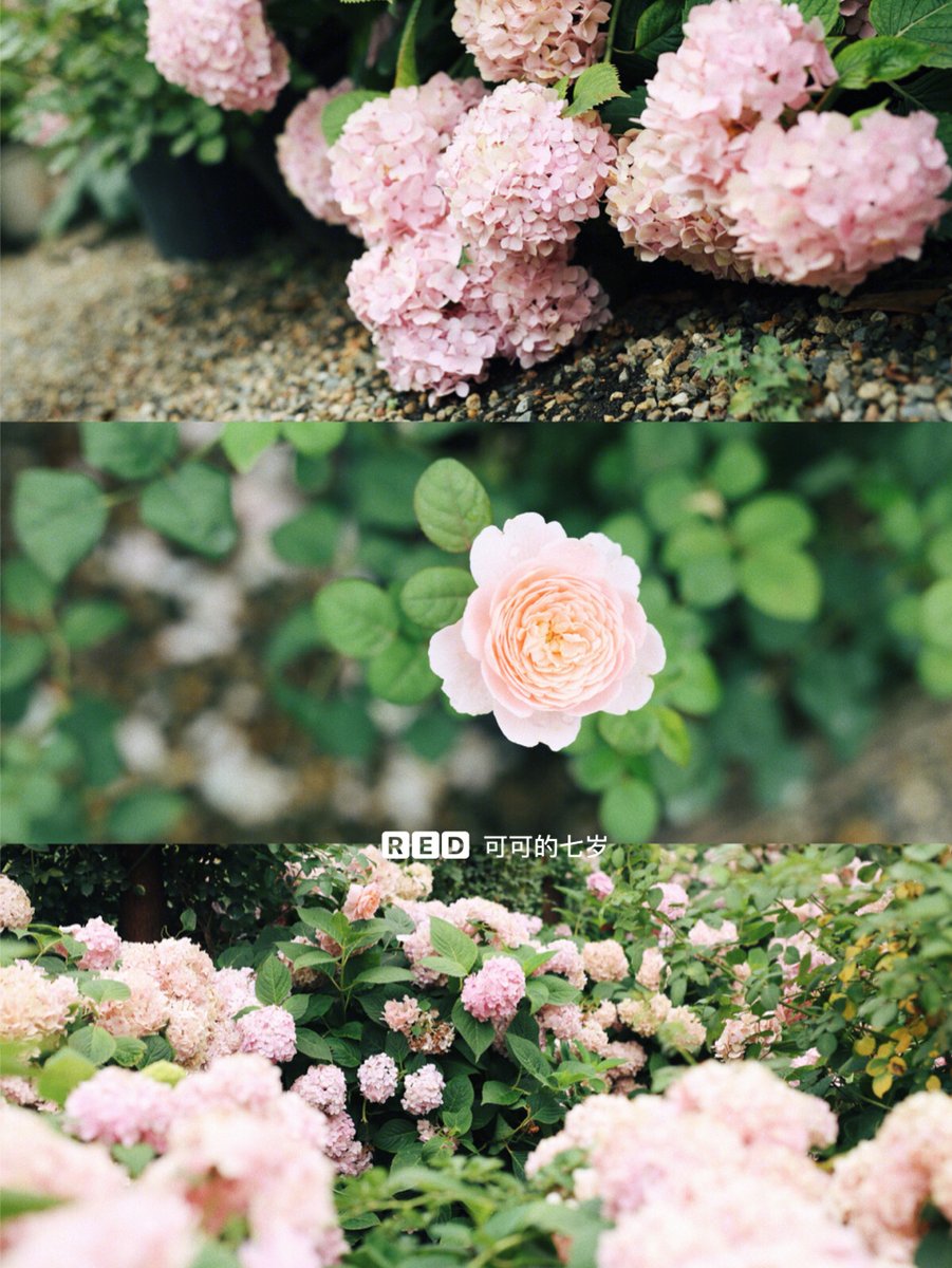 odehmark lozano tweet media