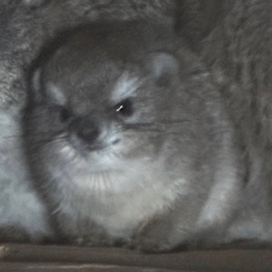 bush ⊹ tweet media