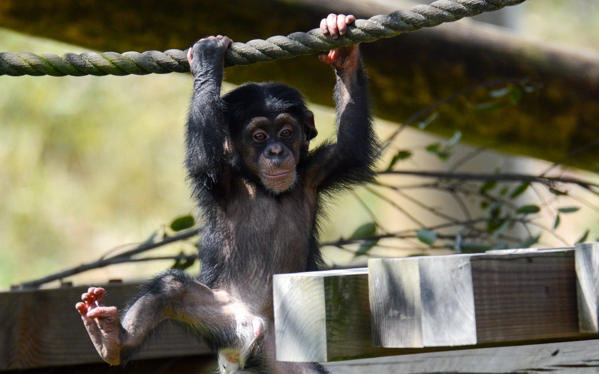 ape head fred tweet media