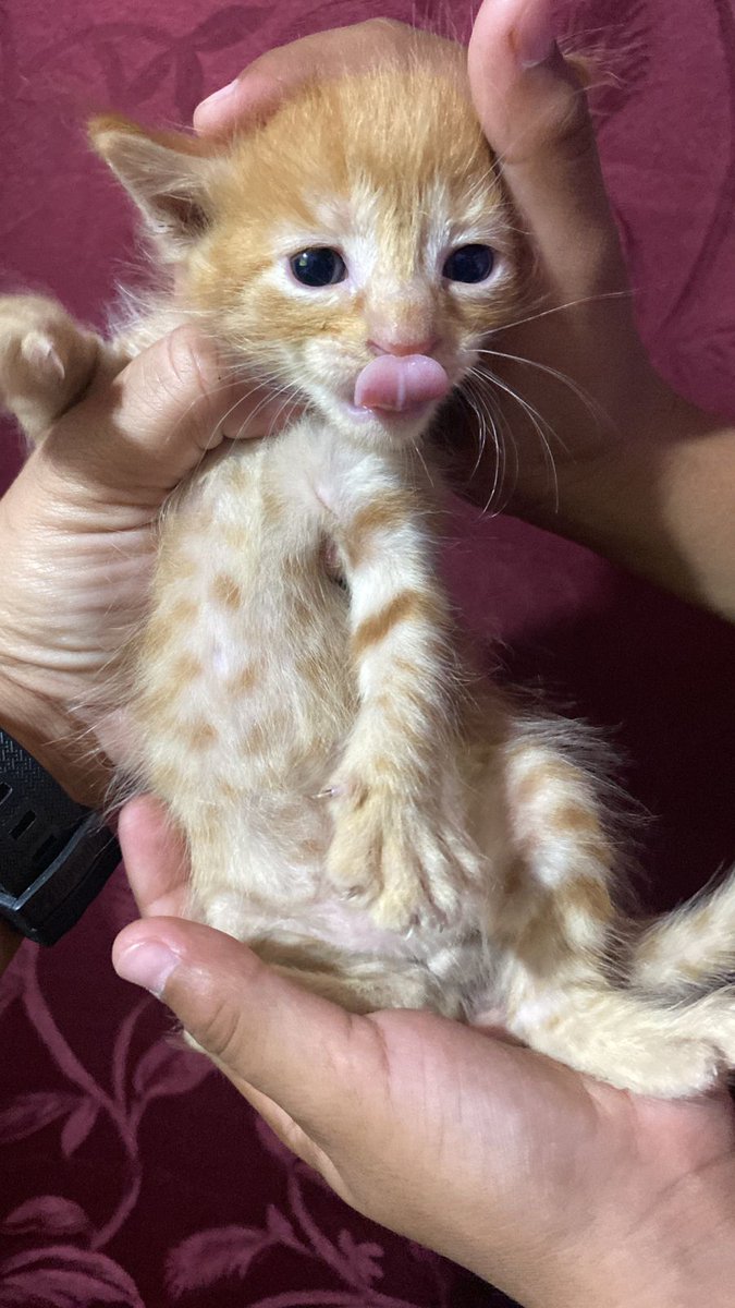 Stephie Bogado Tervit #80547 tweet media