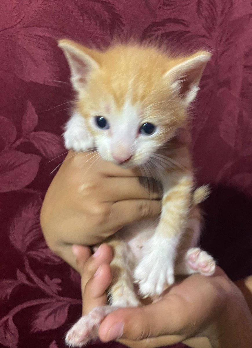 Stephie Bogado Tervit #80547 tweet media