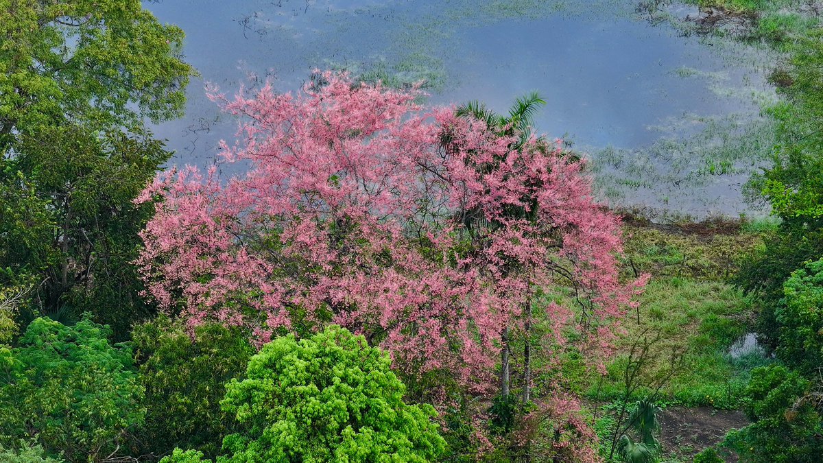 JAVIER MAY tweet media