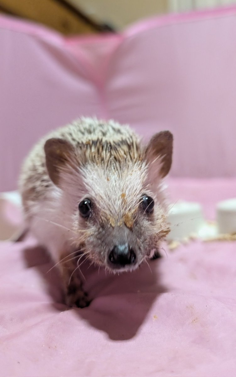 かんな🐇🦔🦔🐢 tweet media