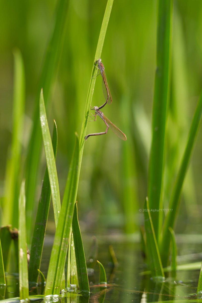 Alpha77777777 tweet media