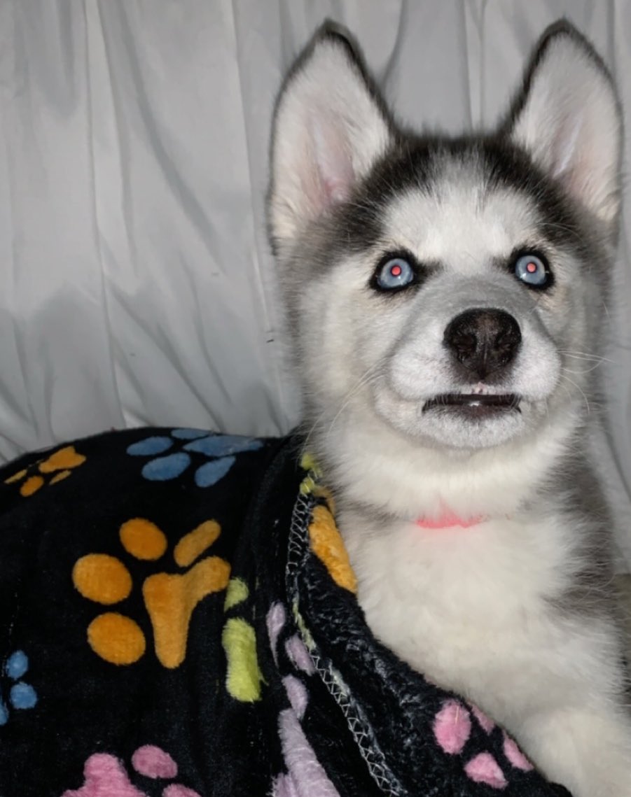 blitzy ✨ tweet media