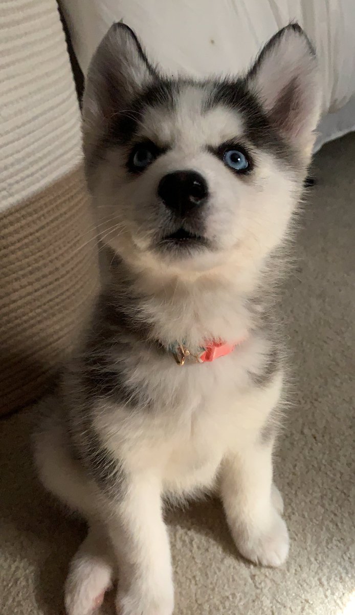 blitzy ✨ tweet media