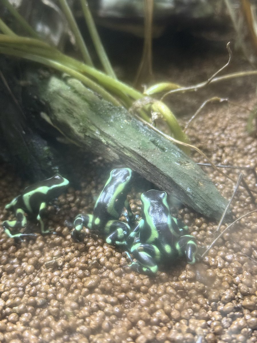 ちんちくりん。 tweet media