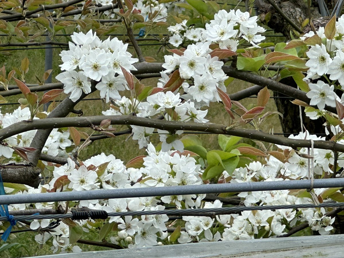 柚子ぽん tweet media