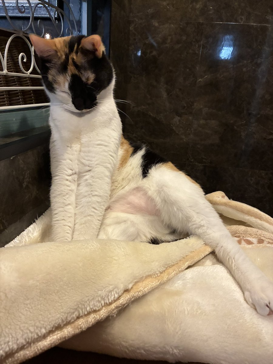 猫喫茶　ネコブ tweet media