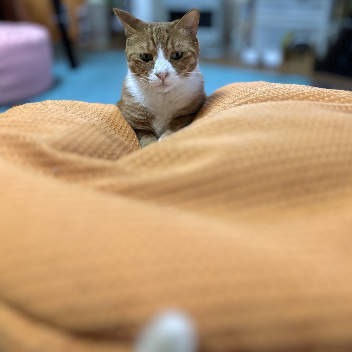 さんぬこさん tweet media