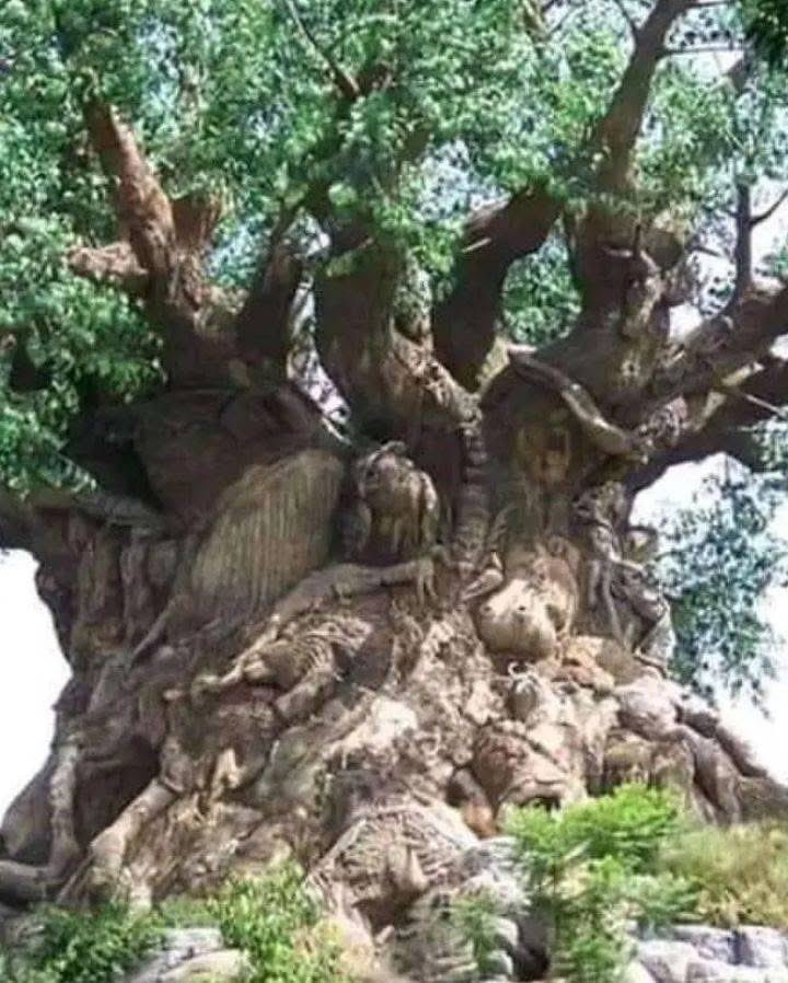 Vivian Ifeoma tweet media