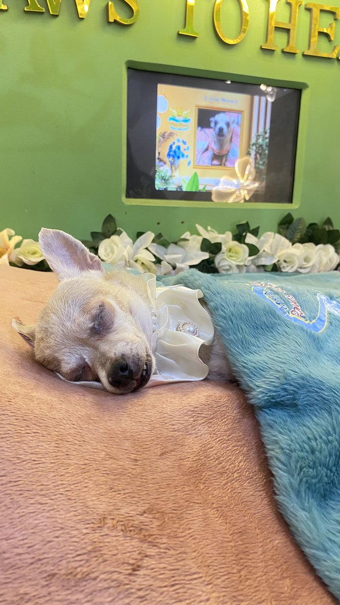 joo ⋆˚꩜｡ tweet media