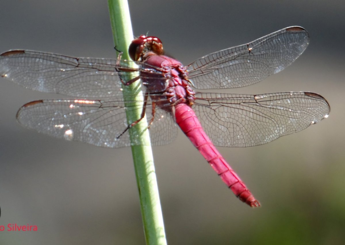 hallucigenia 𖢥 tweet media