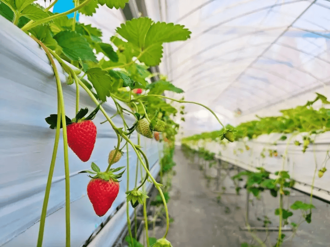 James Willy tweet media