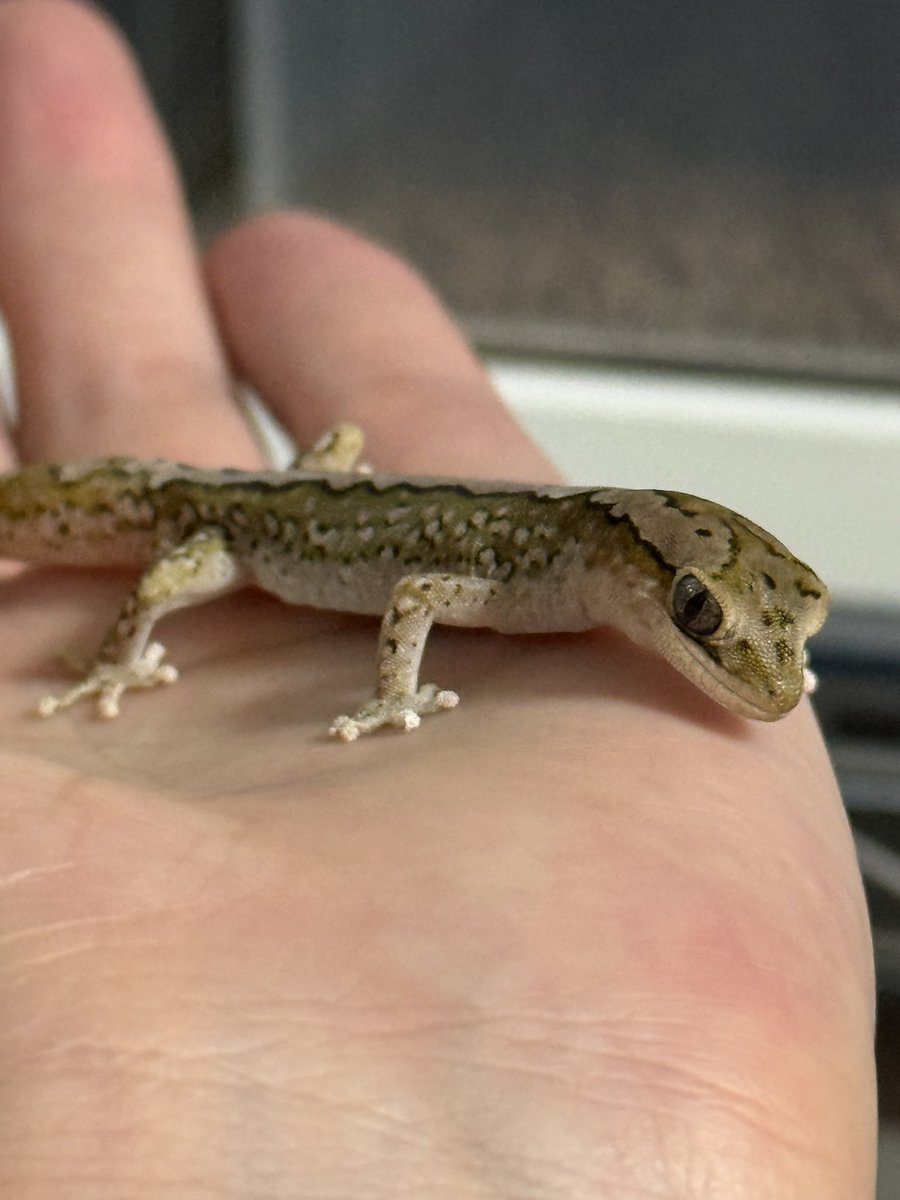 ﾖﾂﾊﾞ tweet media