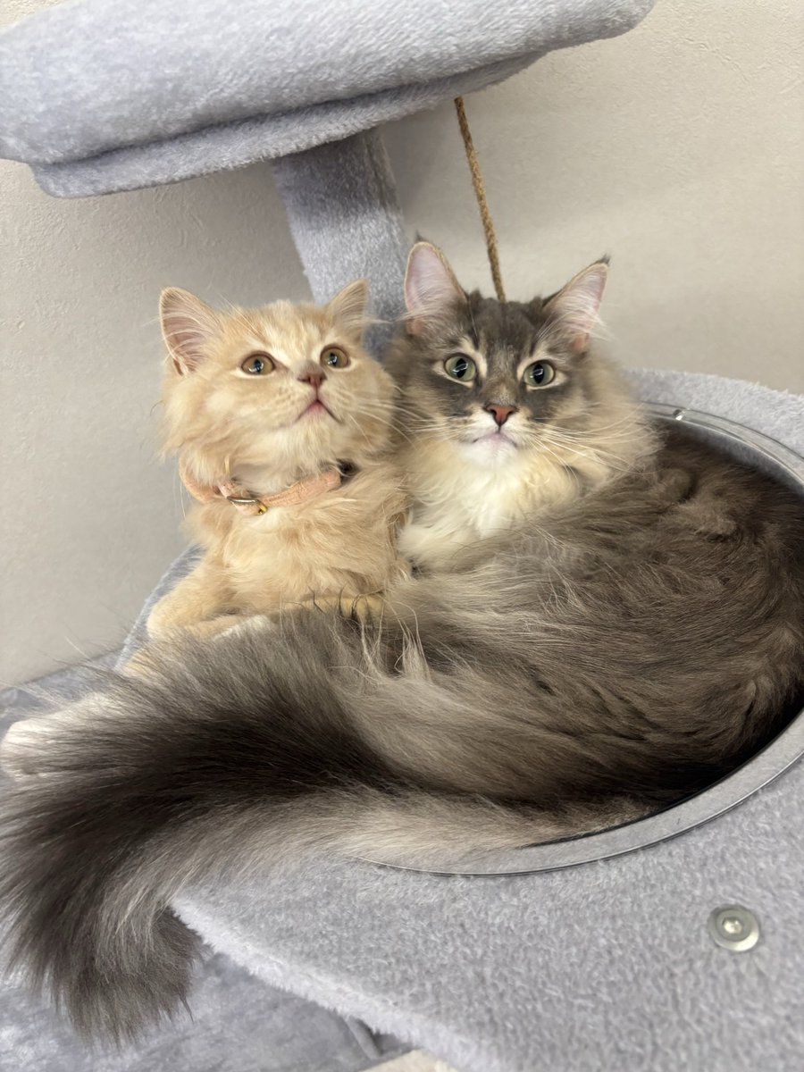 しろんこ tweet media