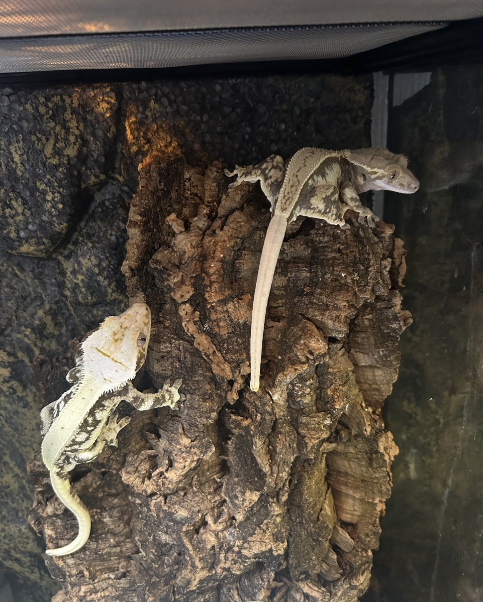 ソラ🦎 tweet media