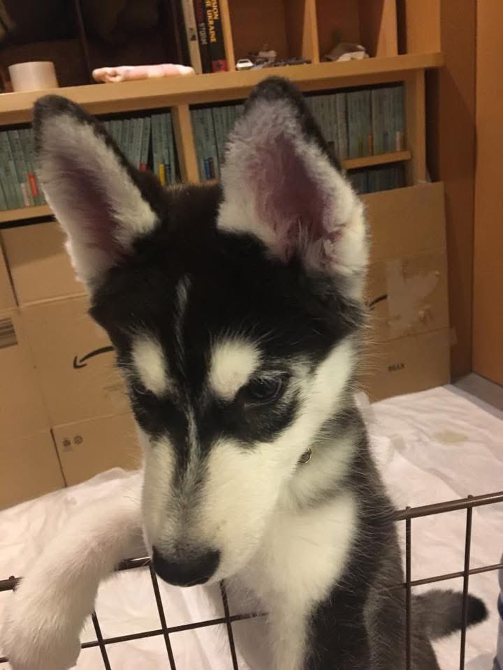 ウィルバイン tweet media