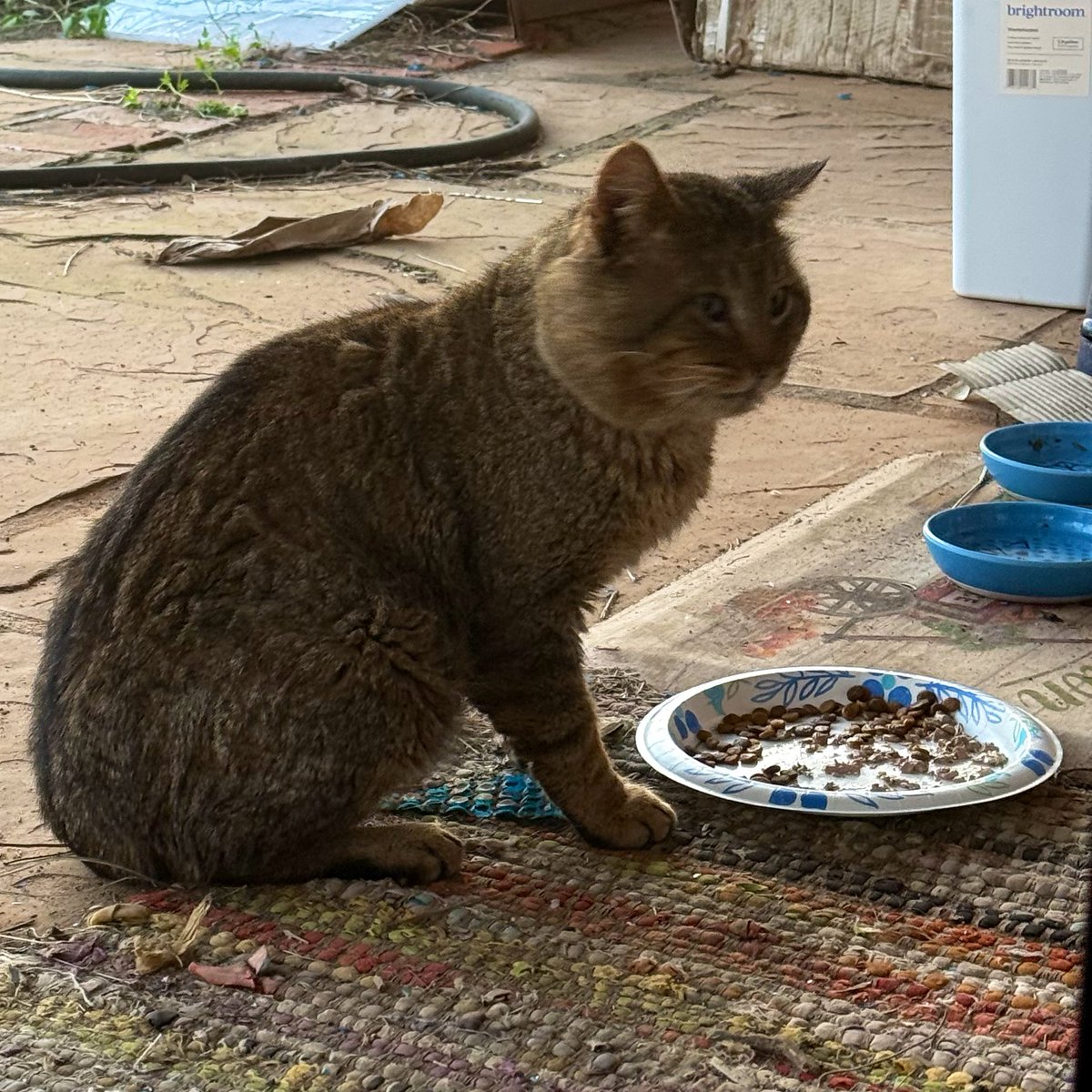 Alaina Catssadine's Cursed Cat Café tweet media