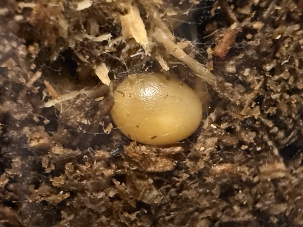 なめだんご tweet media