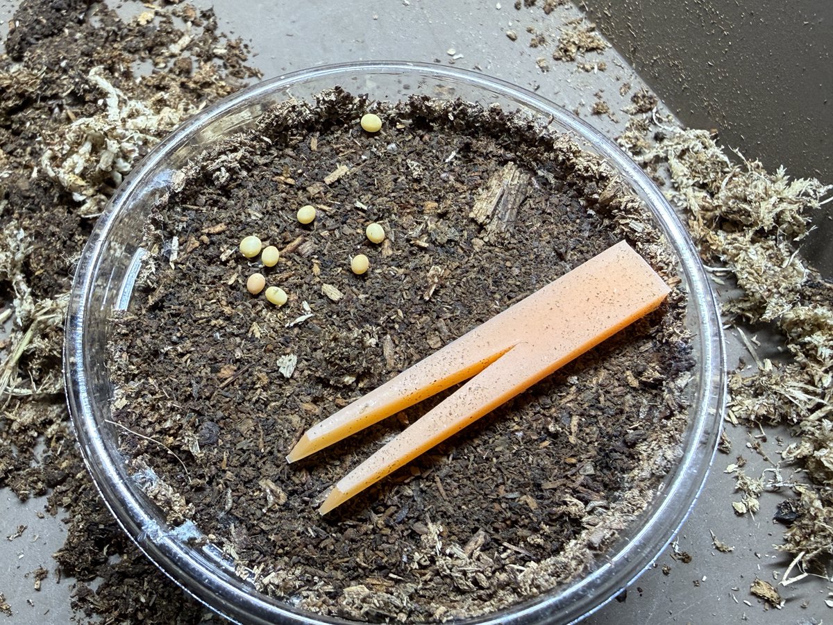 なめだんご tweet media