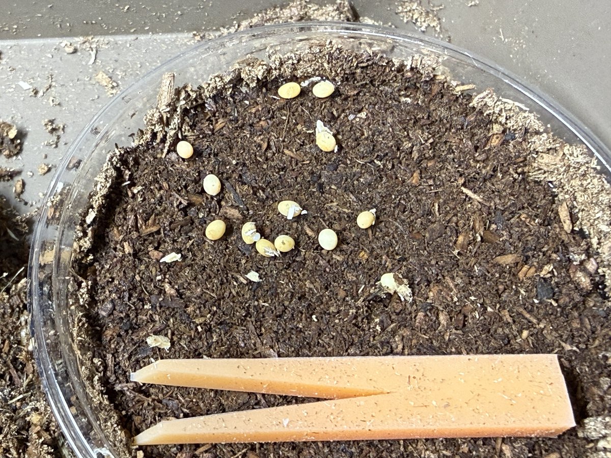 なめだんご tweet media