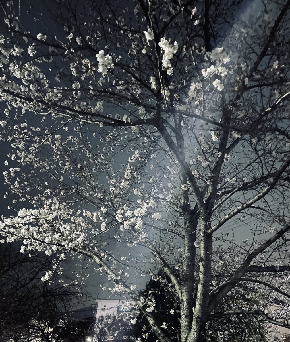 Saashi / Board Game Designer tweet media