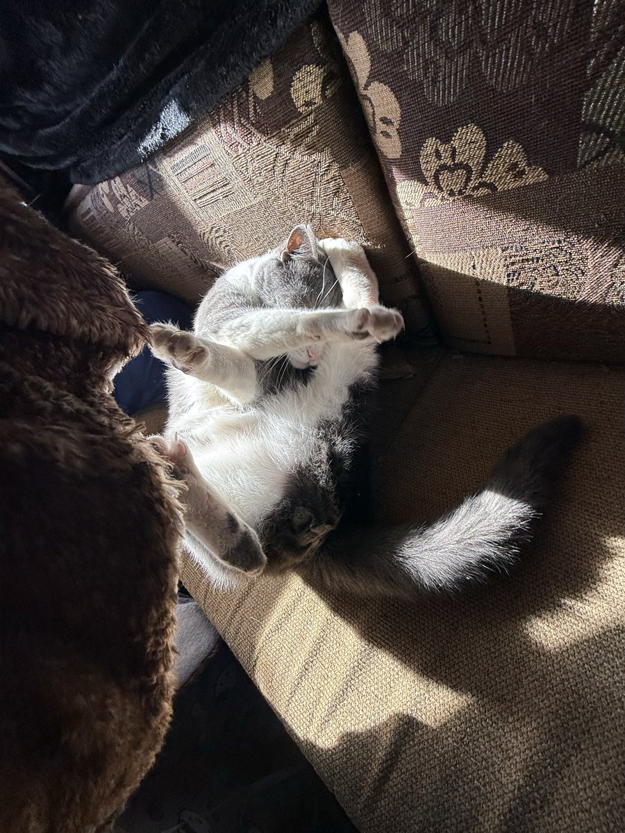 Alaina Catssadine's Cursed Cat Café tweet media